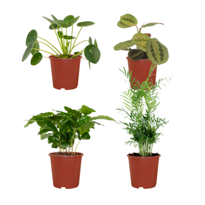Chamaedorea Elegans Diervriendelijke plantenbox - 4 kamerplanten - Diverse hoogtes - Ø12