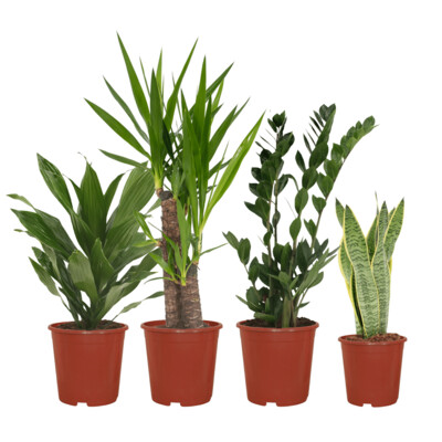 Yucca Elephantipes Makkelijke plantenbox - 4 kamerplanten - Diverse hoogtes - Ø14-Ø17