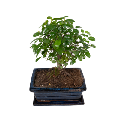 Bonsai Bol Vorm Ø15cm - ↕30cm Ø15cm - ↕30cm
