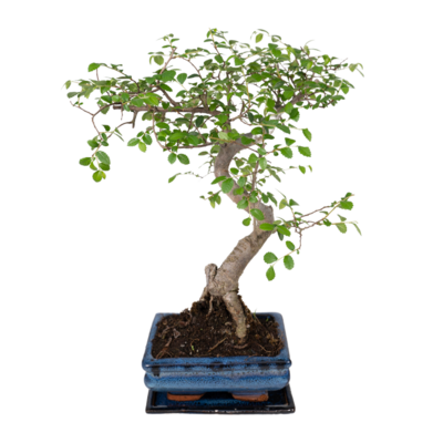 Bonsai S-vorm Ø15cm - ↕15cm Ø15cm - ↕15cm