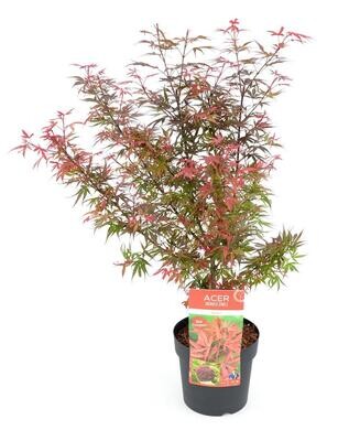 non Acer palm. &#39;Shaina&#39; - ↨70cm - Ø19cm