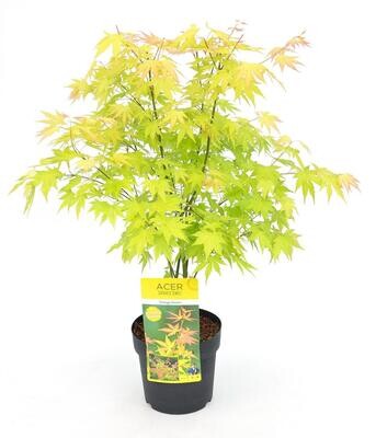 Acer palmatum Orange Dream Acer palm. &#39;Orange Dream&#39; - ↨40cm - Ø19cm