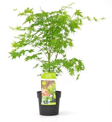 Acer palmatum Going Green Acer palm. &#39;Going Green&#39;® - ↨40cm - Ø19cm