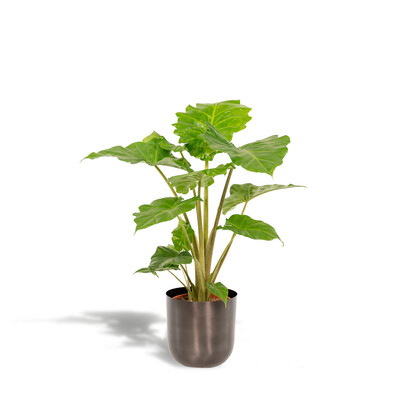 Alocasia Portodora - ↨80cm - Ø21cm Alocasia Portodora - ↨80cm - Ø21cm + Pot Mayk Lead