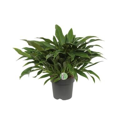 Philodendron Little Phil - Ø17cm - ↕45cm Ø17cm - ↕45cm