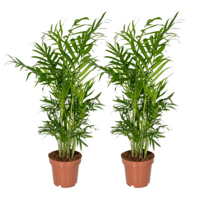Chamaedorea Elegans 2x Chamaedorea Elegans - Mexicaanse Bergpalm - 40cm - ø12
