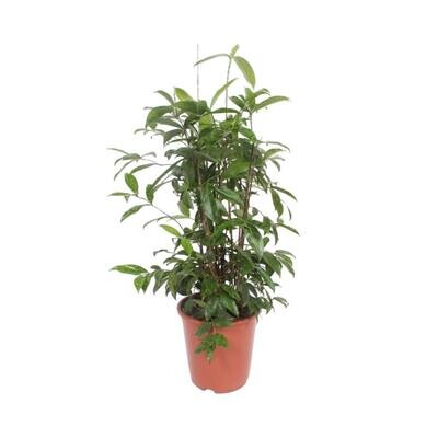 Dracaena Surculosa - Ø27cm - ↕110cm Ø27cm - ↕110cm