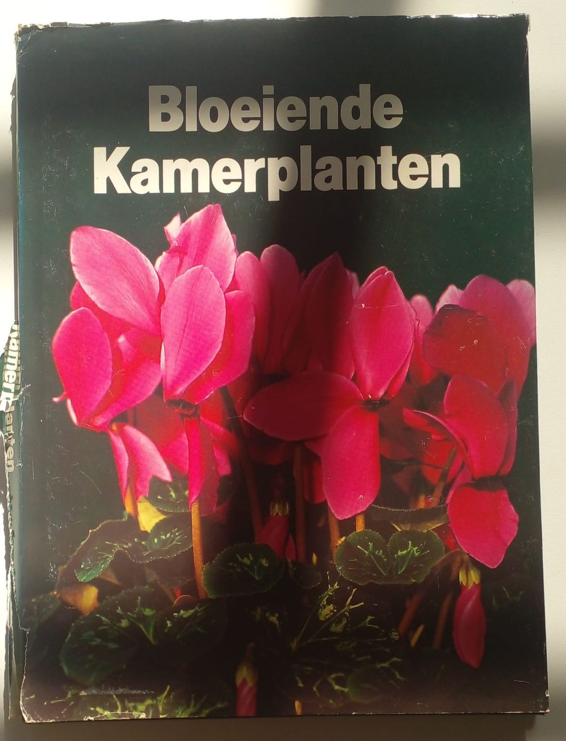 Bloeiende kamerplanten 39
