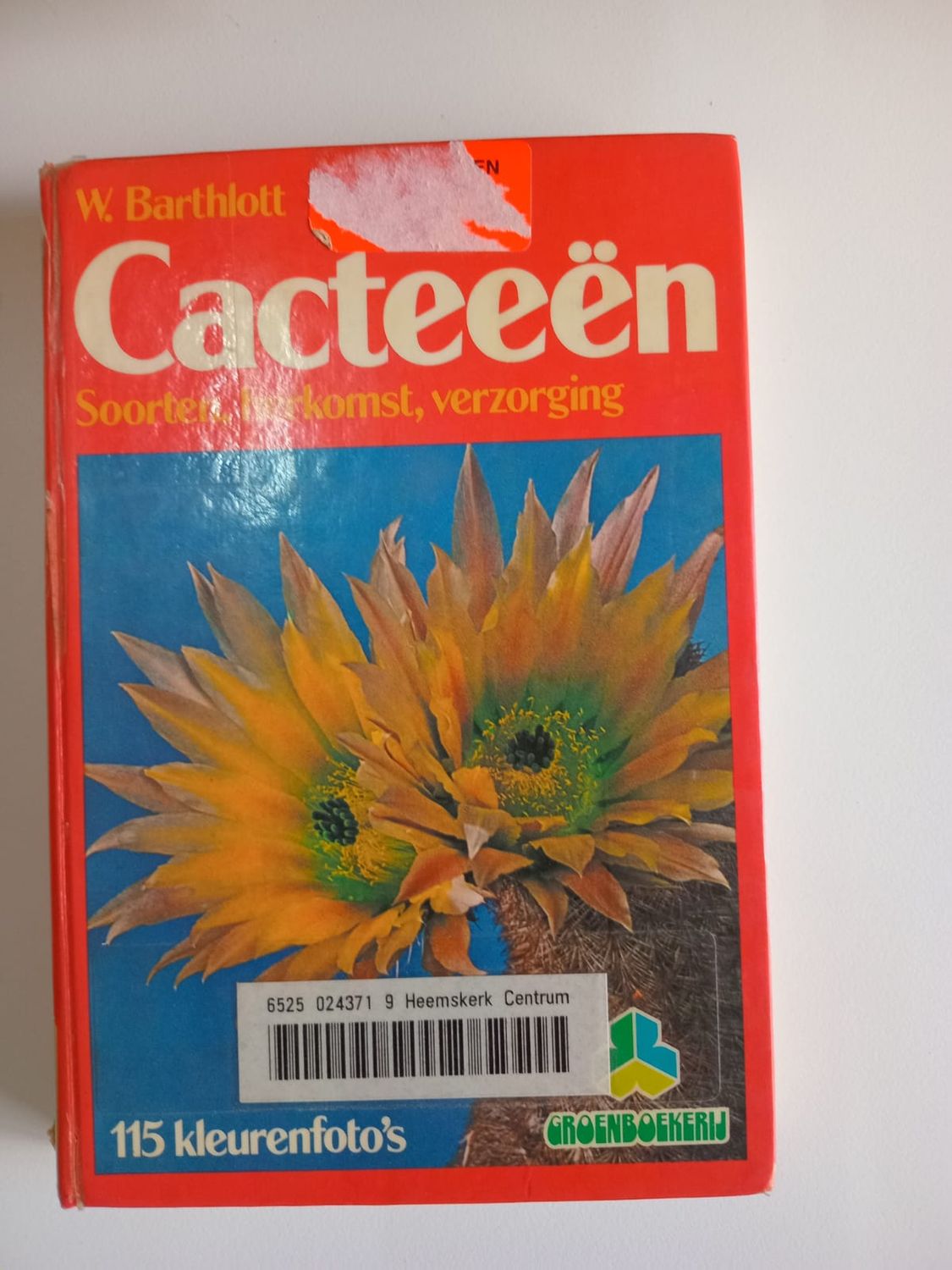 Cacteeen 89