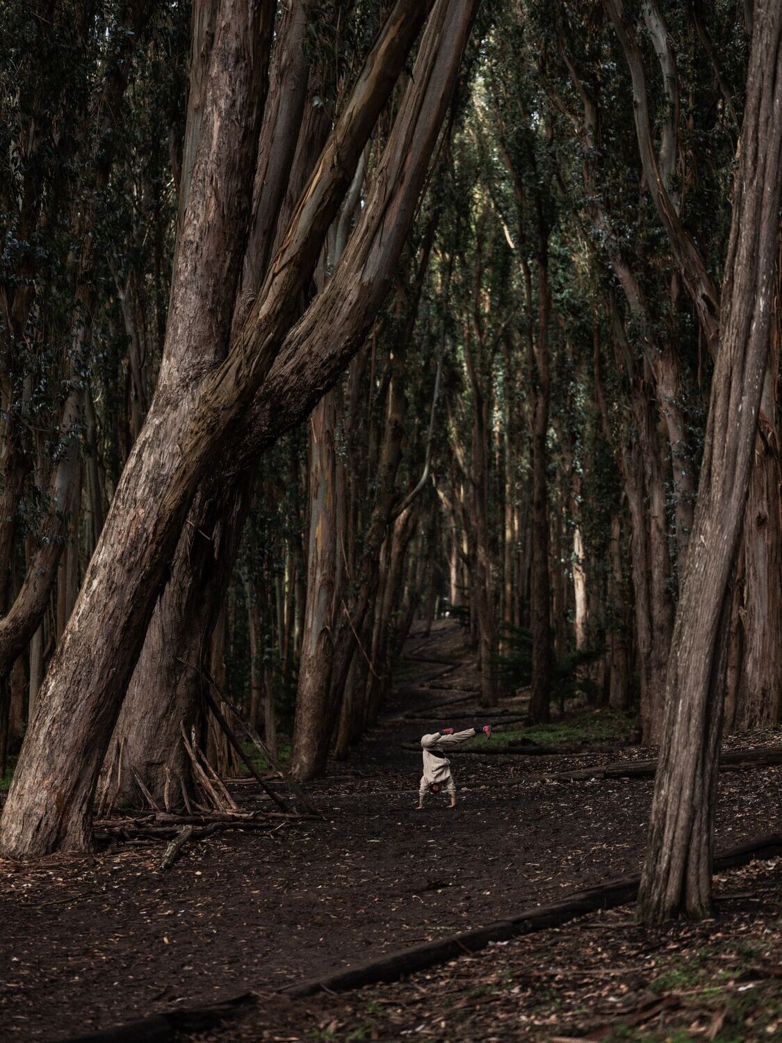 no. 1 | wood line