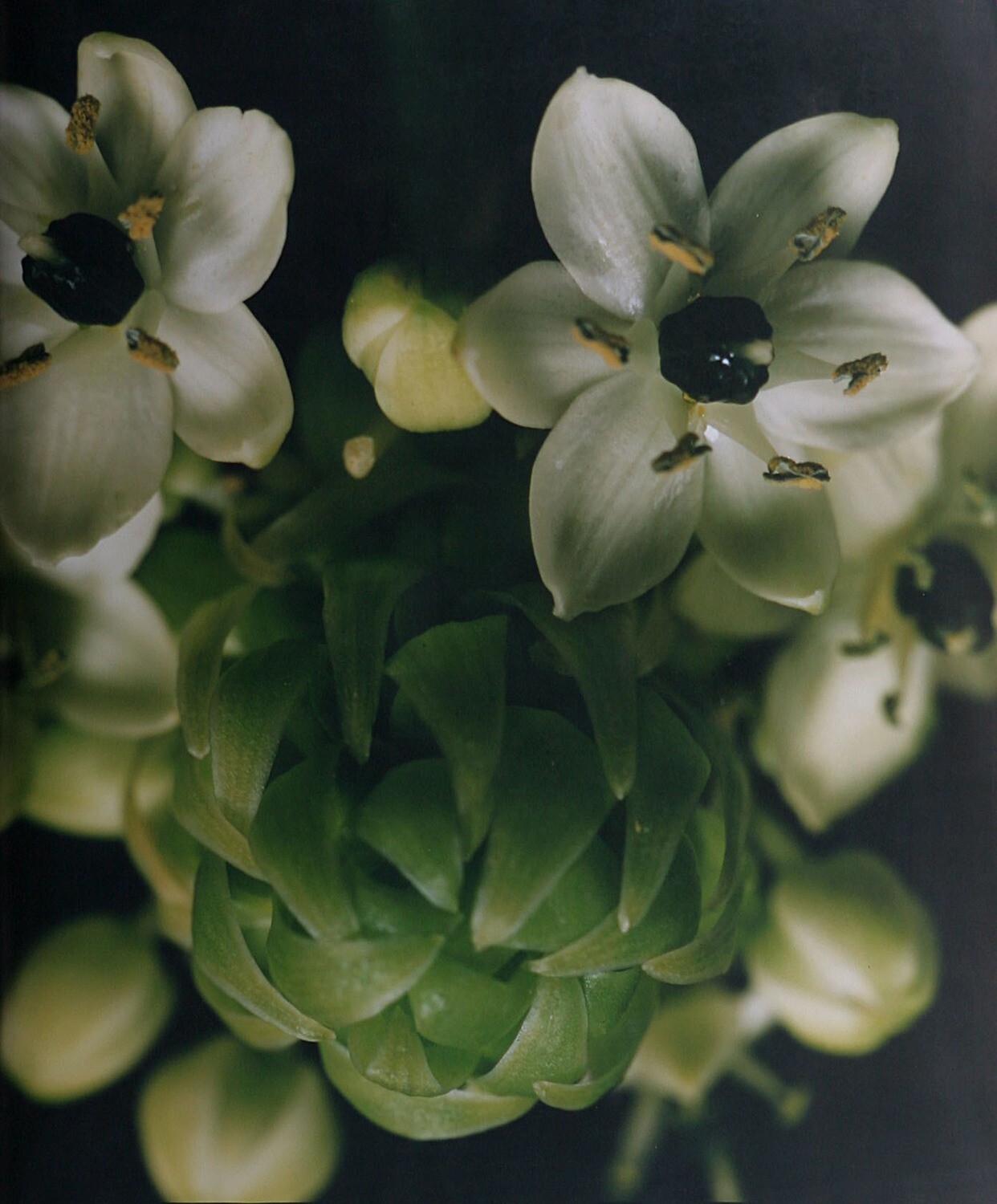 Caroline Chiu - Flower Bud