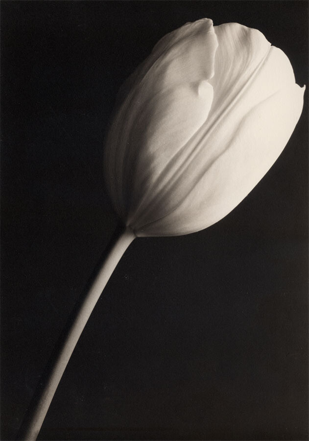 Tulip
