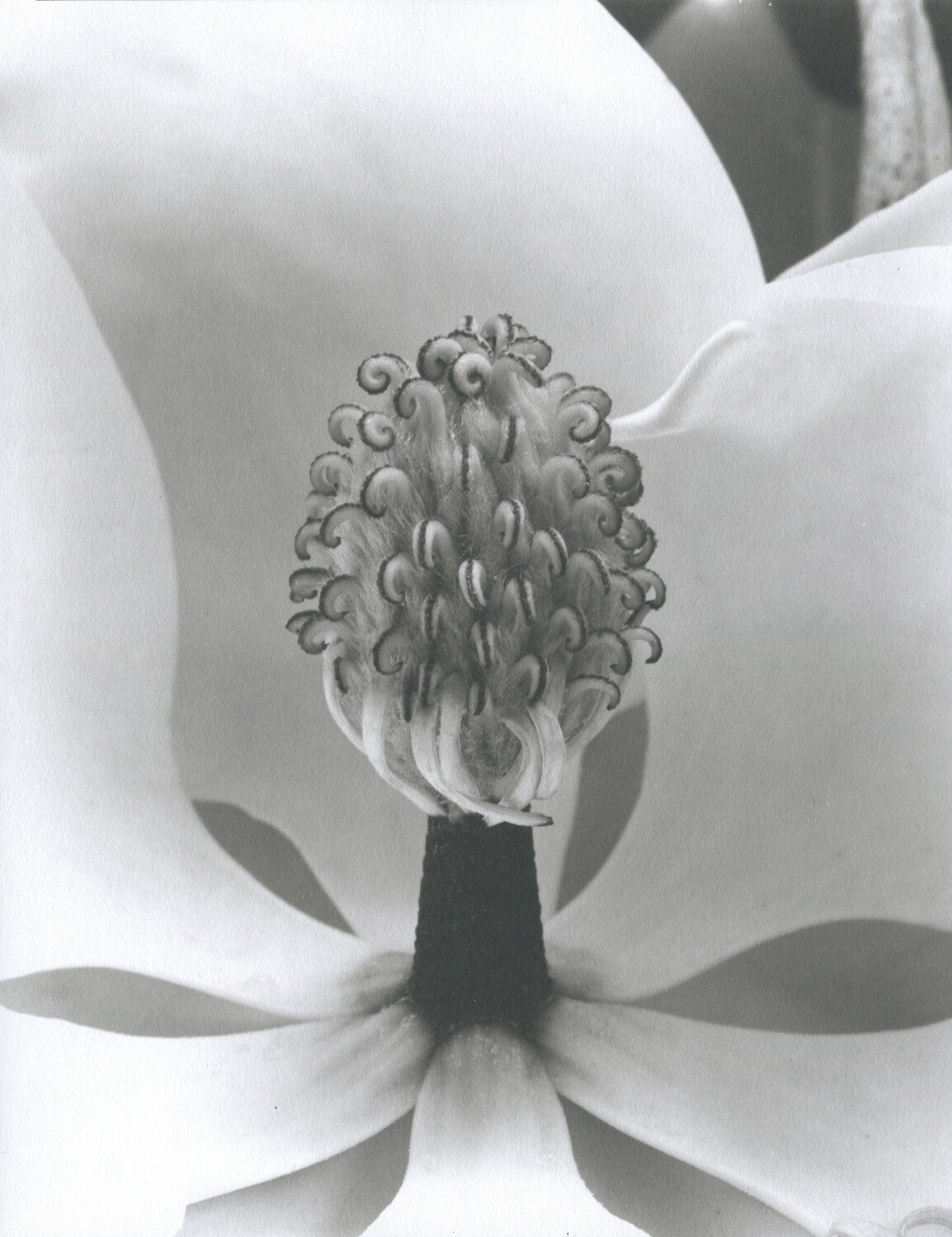 Magnolia V