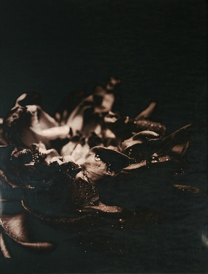 Caroline Chiu - Peony