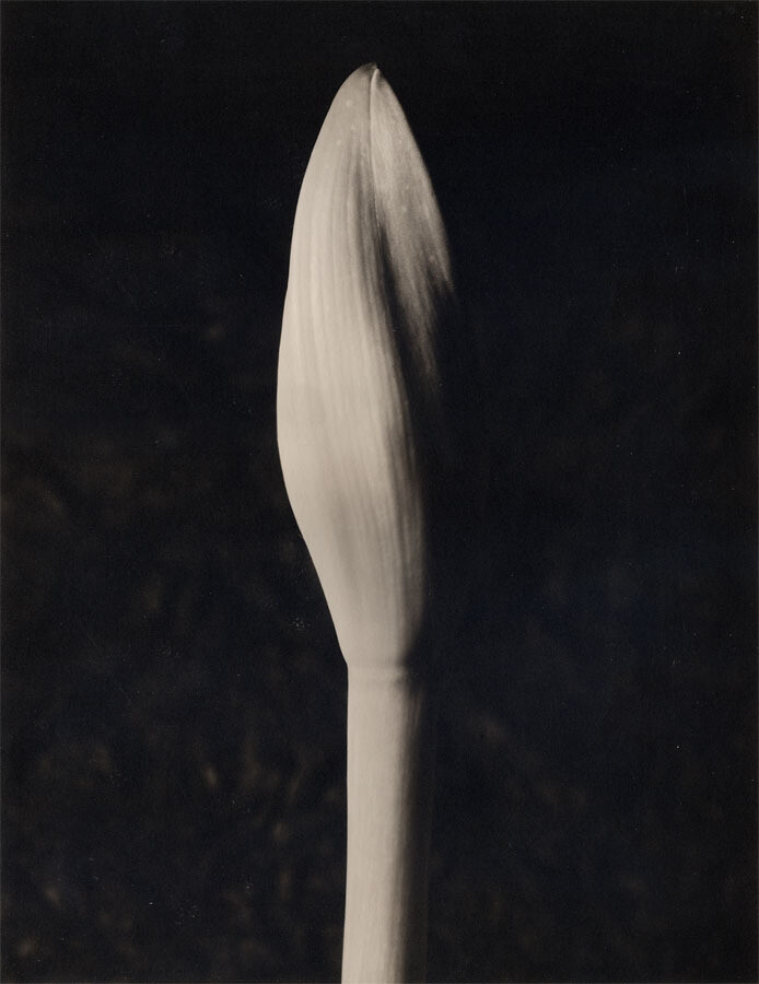 Still Life VIII - Amaryllis
