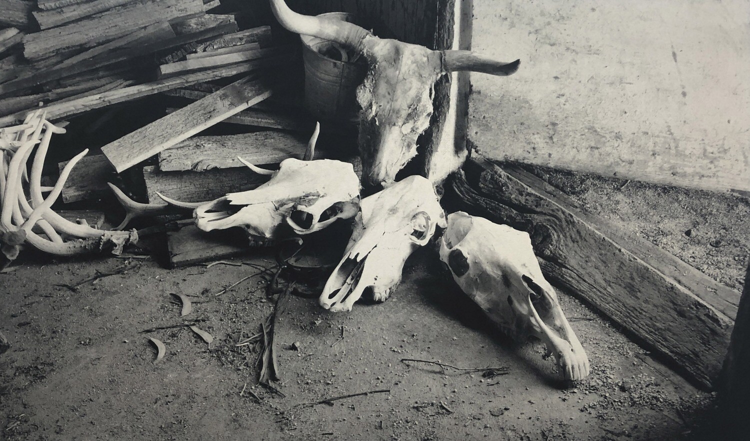 Skulls