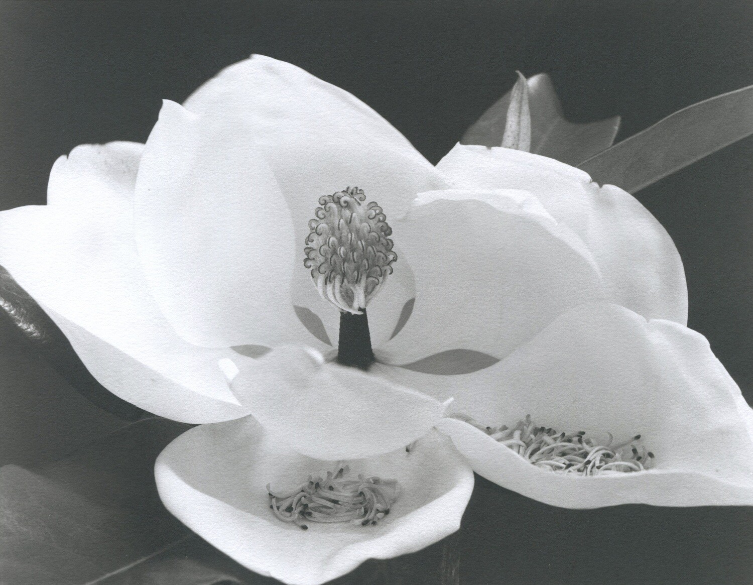 Magnolia IV