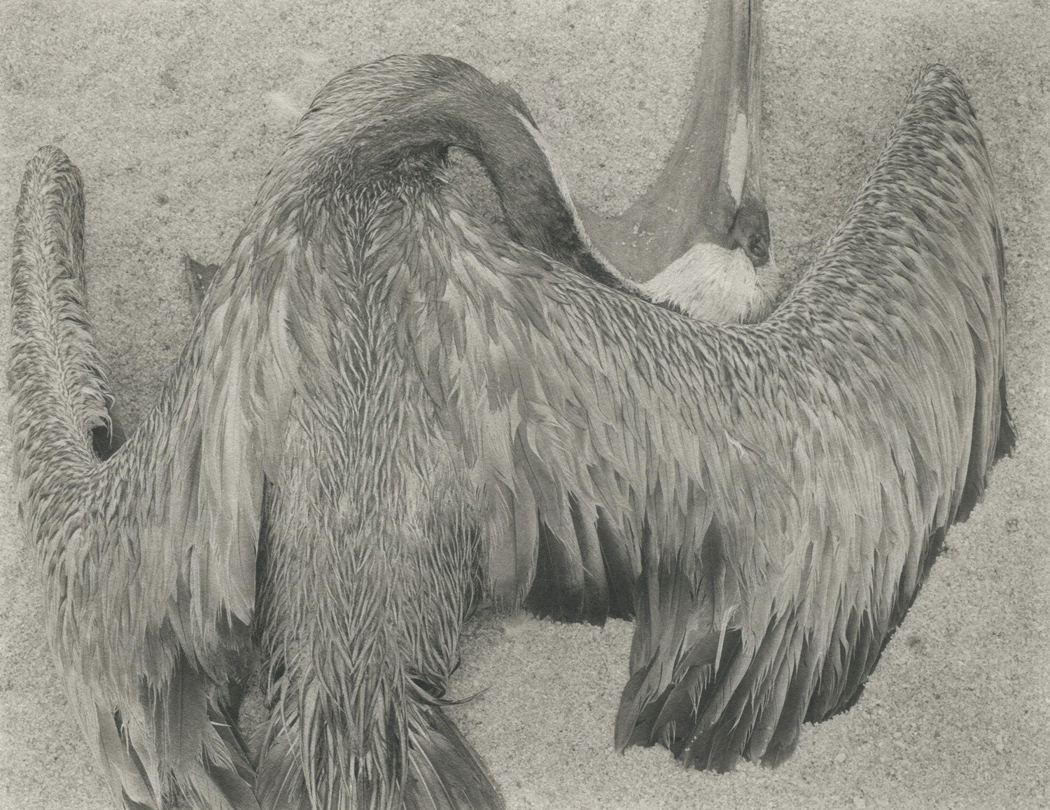 Pelican, Point Lobos 1942