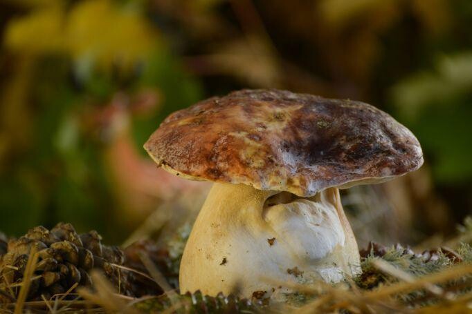 Funghi porcini freschi AEREUS € 20 al kg