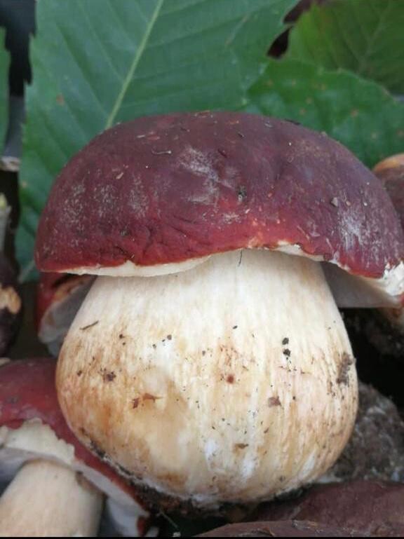 Funghi porcini freschi PINICOLA. € 30 al kg