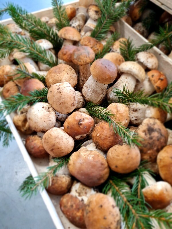 Funghi porcini freschi EDULIS 28,00 € al kg
