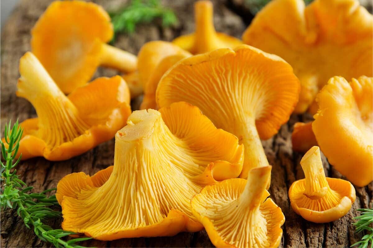 Finferli freschi 3 KG