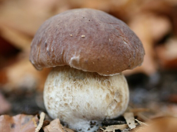 Funghi Porcini origini Italiana 35 EURO AL KG