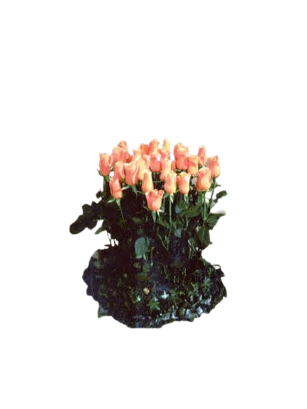 Fagot de roses