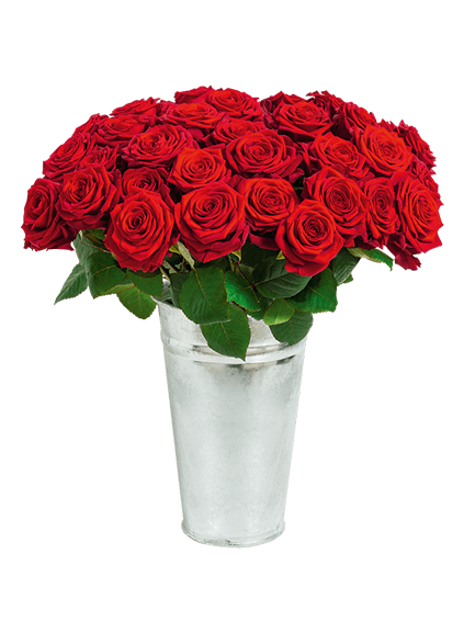 Roses dernier adieu
