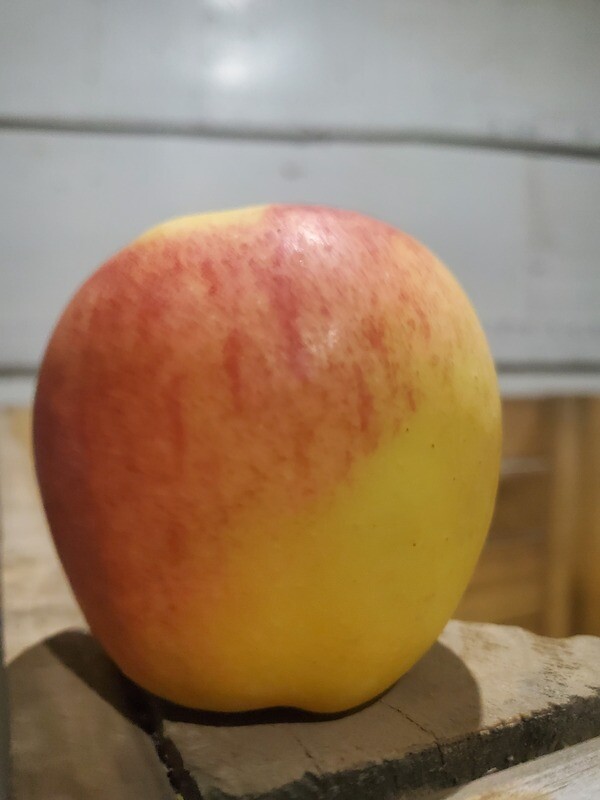 10 lb Ambrosia