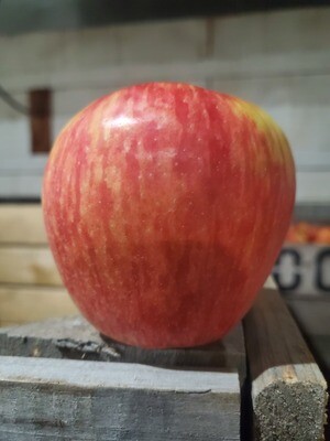 10 lb Honeycrisp Apples
