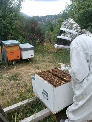 #3 DIVENTA APICOLTORE