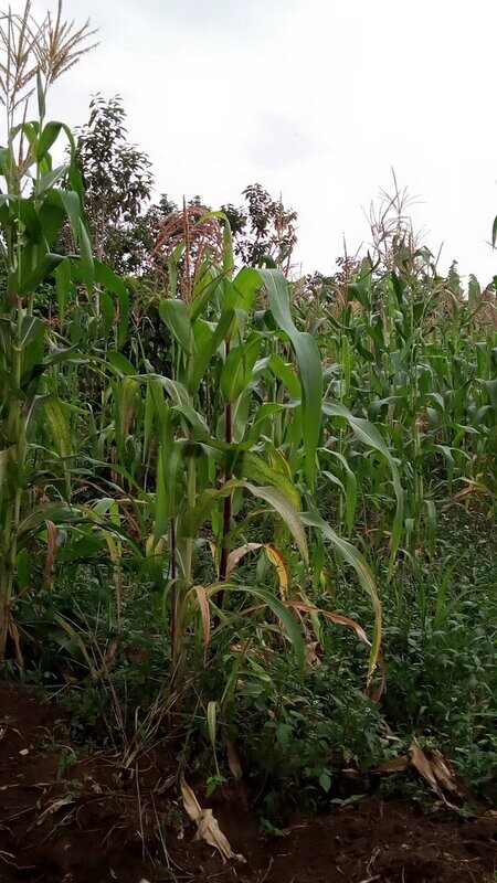 The Maize Project