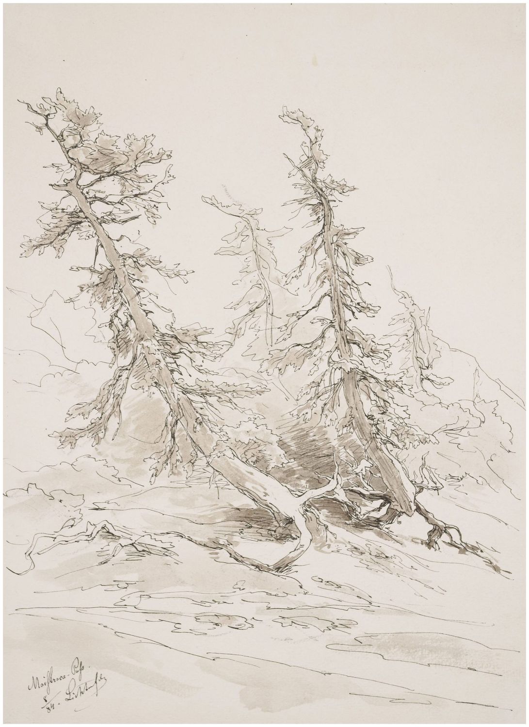 Eduard Peithner von Lichtenfels (1833-1913), Woodland, 1884