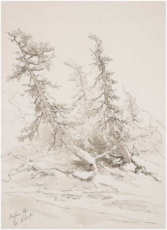 Peithner von Lichtenfels, Eduard (1833-1913) Waldstück, 1884