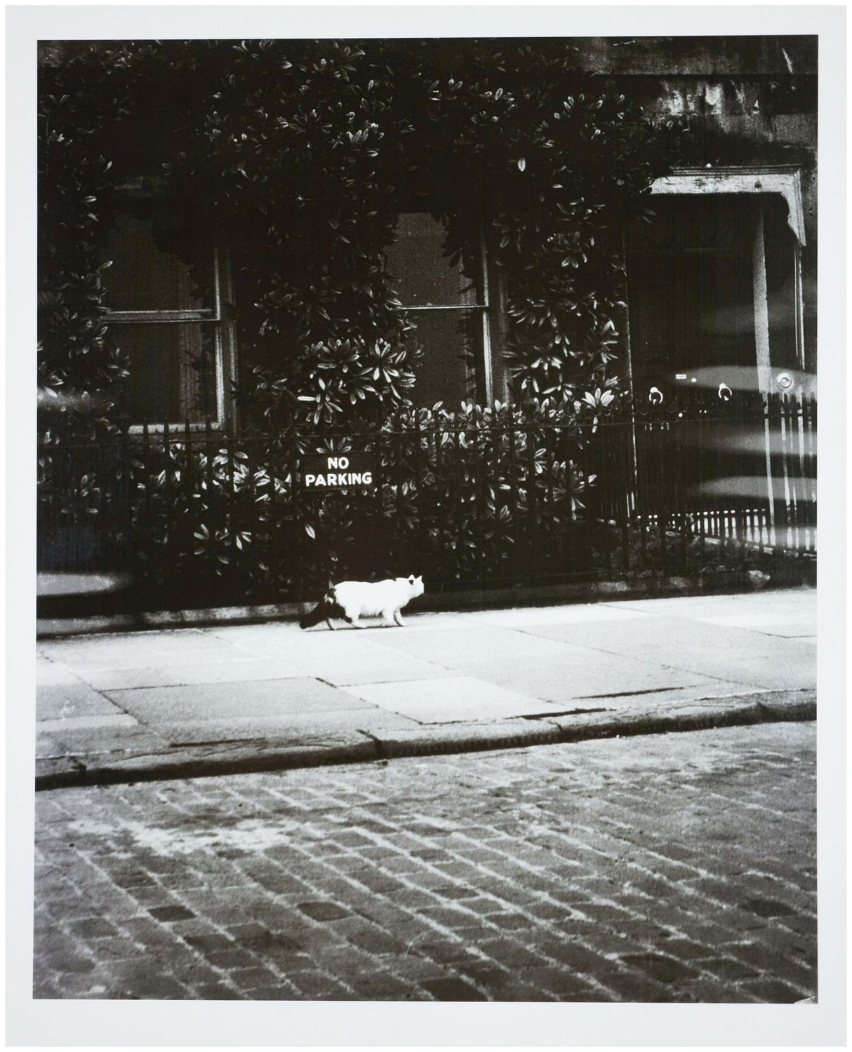 Moses, Stefan (1928 - 2018), Cat in New York, c. 1960