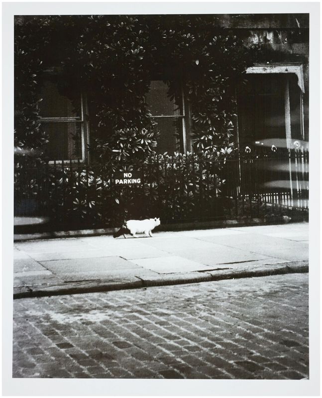Moses, Stefan (1928 - 2018), Cat in New York, c. 1960