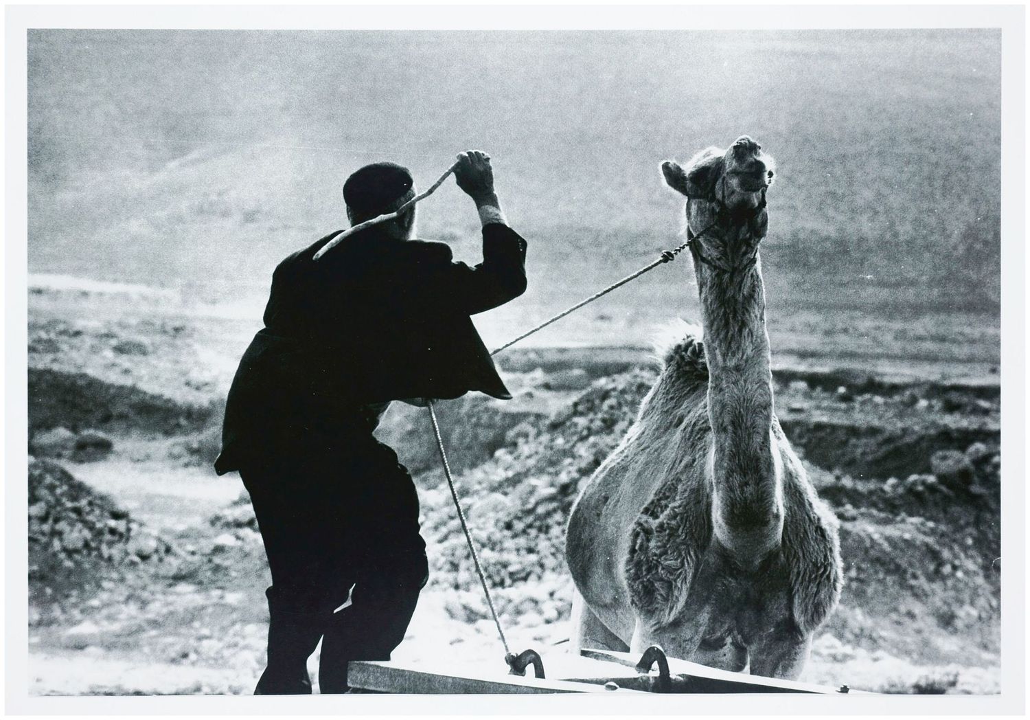 Moses, Stefan (1928 - 2018), Camel Driver, c. 1965