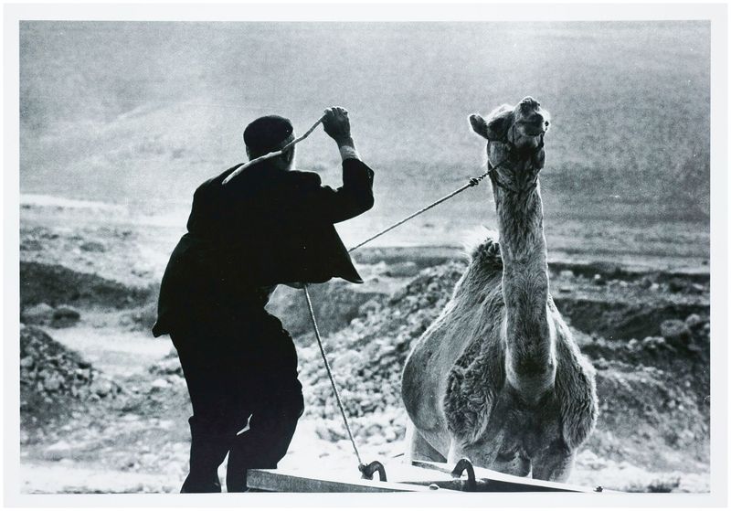 Moses, Stefan (1928 - 2018), Camel Driver, c. 1965