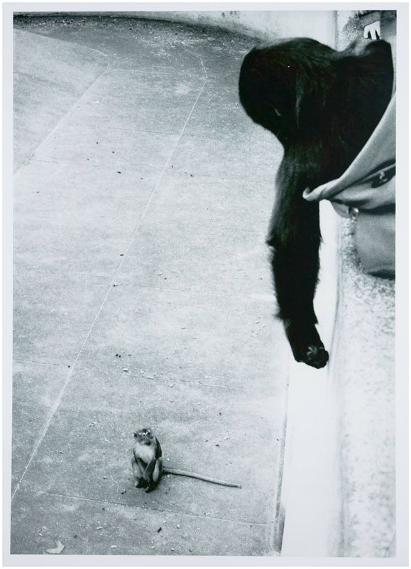 Moses, Stefan (1928 - 2018), Rhesus monkey and gorilla, c. 1970