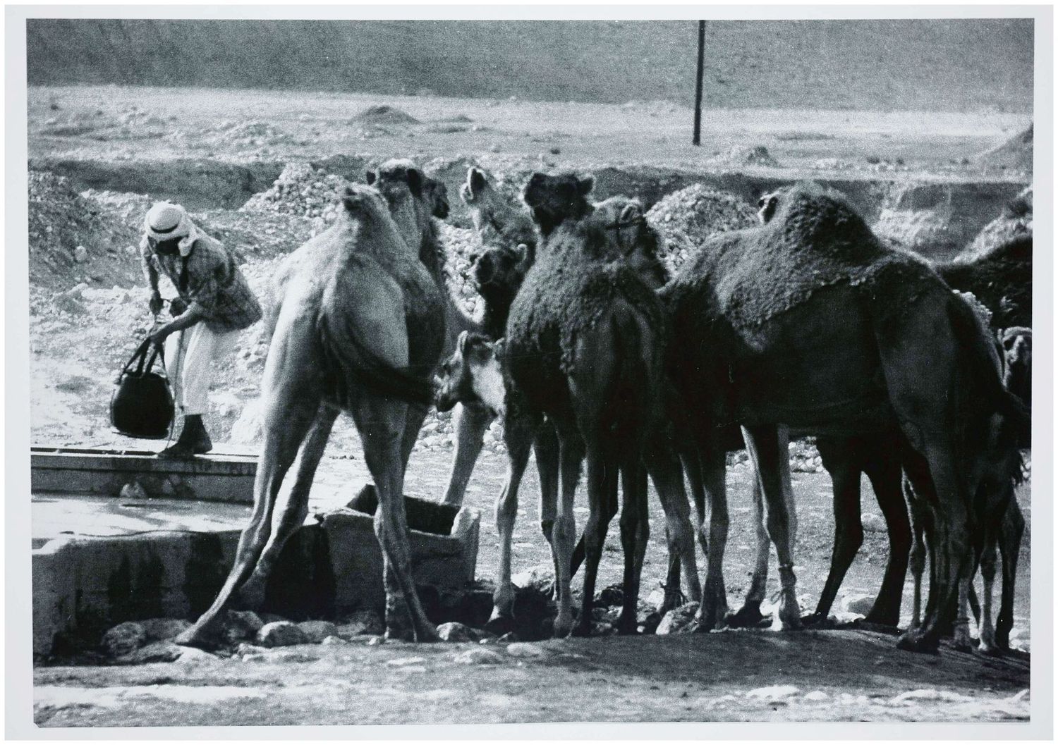 Moses, Stefan (1928 - 2018), Camels at the fountain, c. 1965