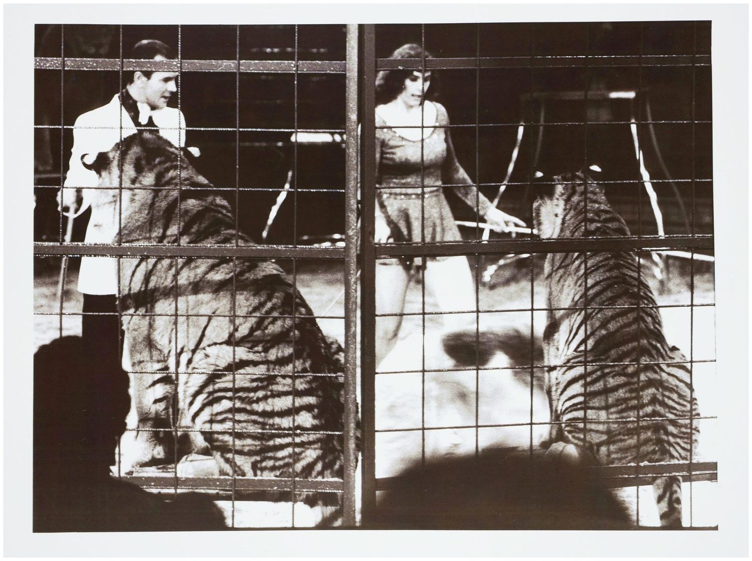 Moses, Stefan (1928 - 2018), Tamer, c. 1975