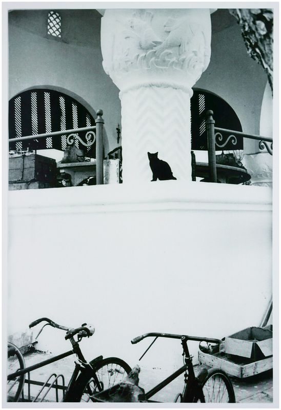 Moses, Stefan (1928 - 2018), Black cat, c. 1965 Moses, Stefan (1928 - 2018), Black cat, c. 1965