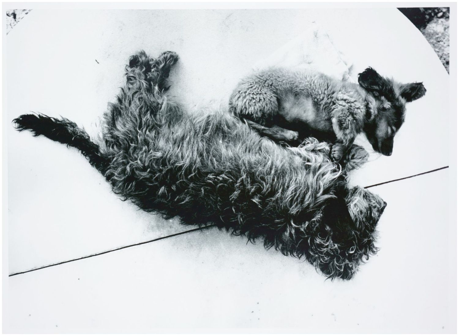 Moses, Stefan (1928 - 2018), Two Dogs, c. 1965