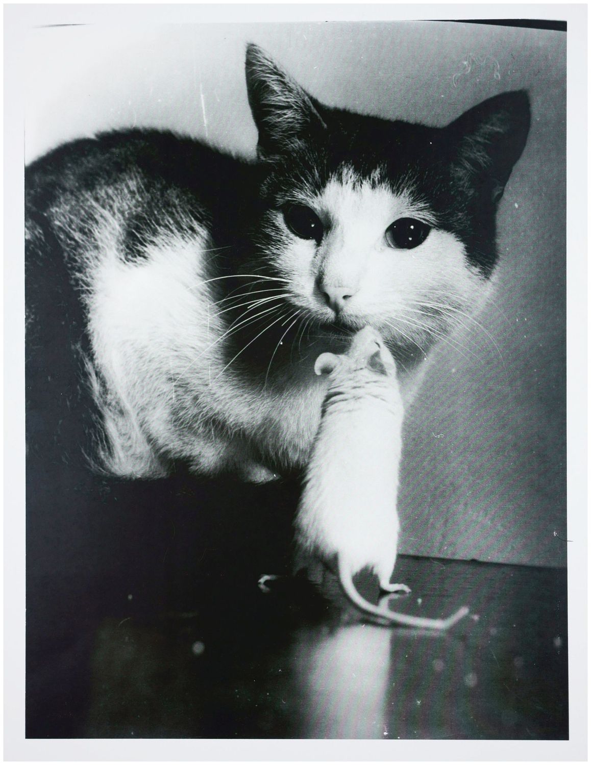 Moses, Stefan (1928 - 2018), Cat and Mouse, c. 1955