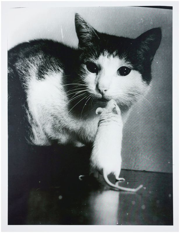 Moses, Stefan (1928 - 2018), Cat and Mouse, c. 1955