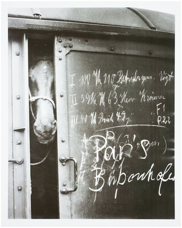 Moses, Stefan (1928 - 2018), Horse in a railroad car, c. 1955