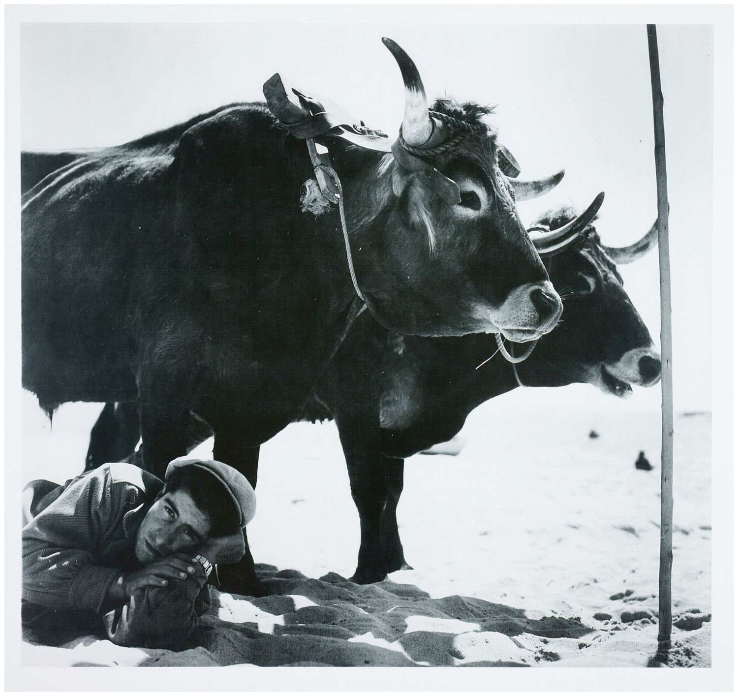 Moses, Stefan (1928 - 2018), Im Schatten der Büffel, um 1960