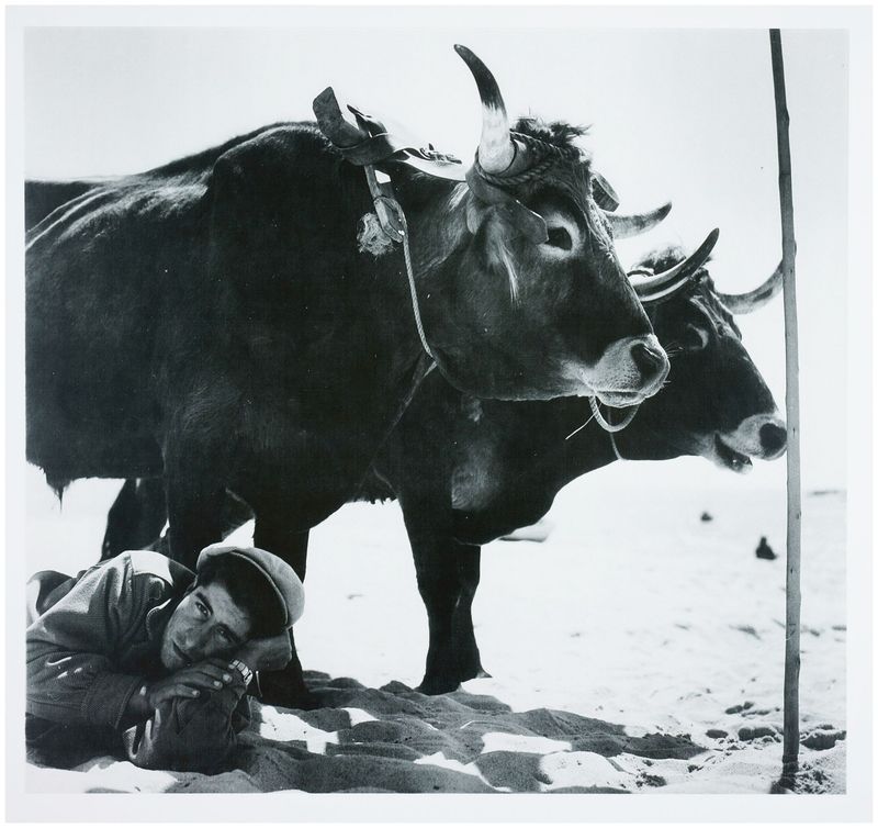 Moses, Stefan (1928 - 2018), In the shadow of the buffalo, c. 1960