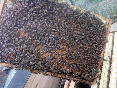 Essaim Buckfast 5 cadres